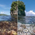 Коралловые рифы способны восстанавливаться после обесцвечивания