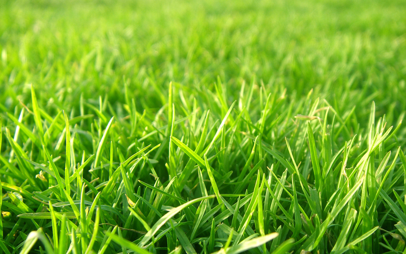 grass-014