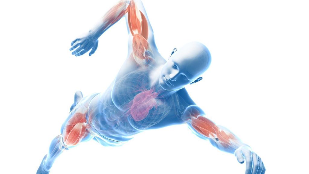 major-contour-muscles-body_15cf8a6ff2e7624c