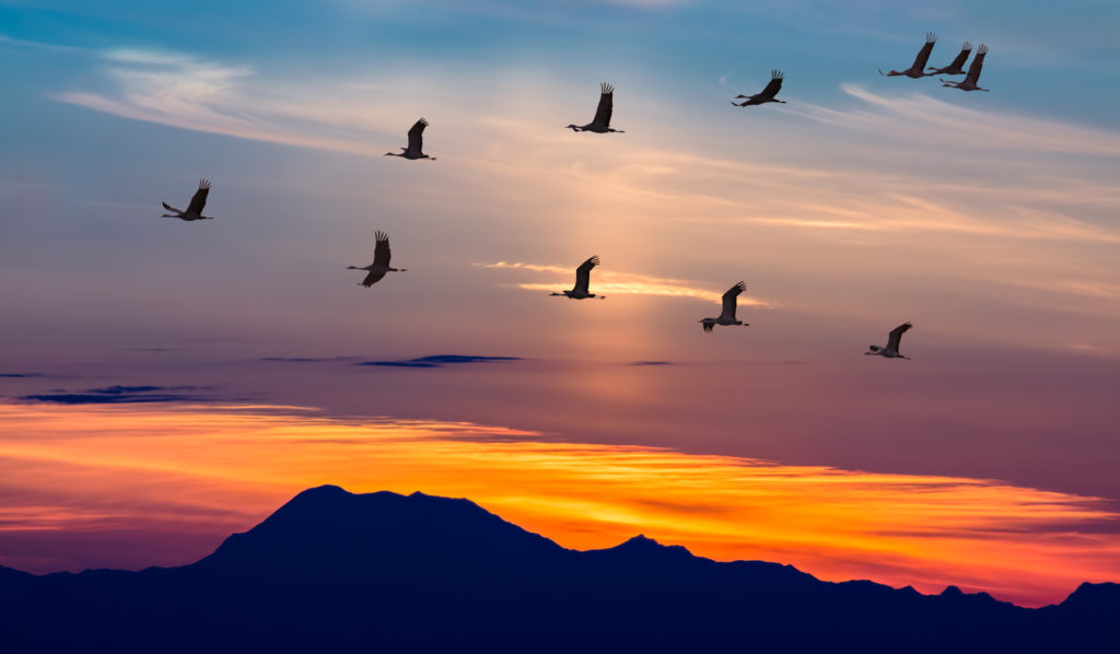migratory-birds
