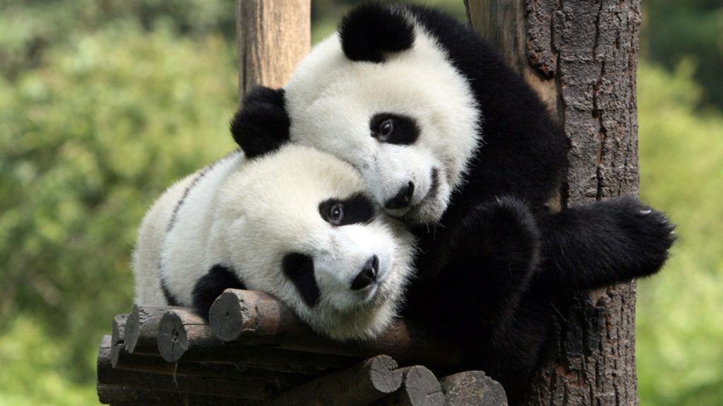 panda-wallpaper-full-hd