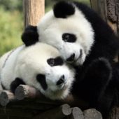panda-wallpaper-full-hd