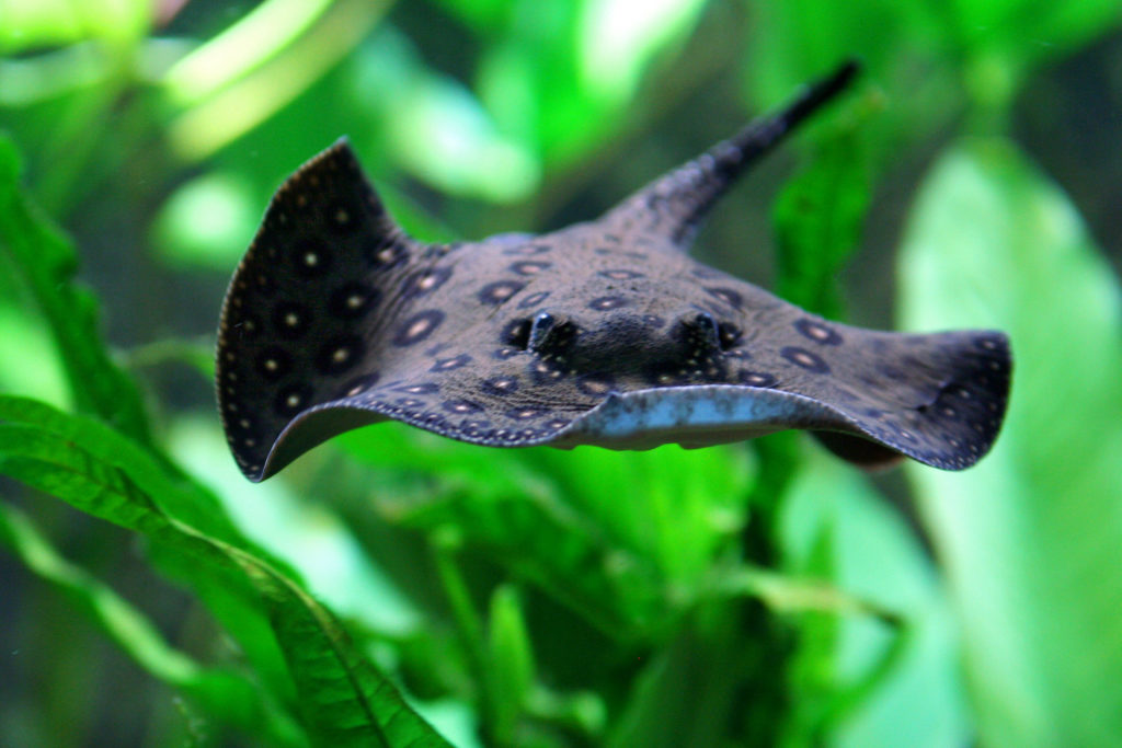 potamotrygon_new_england