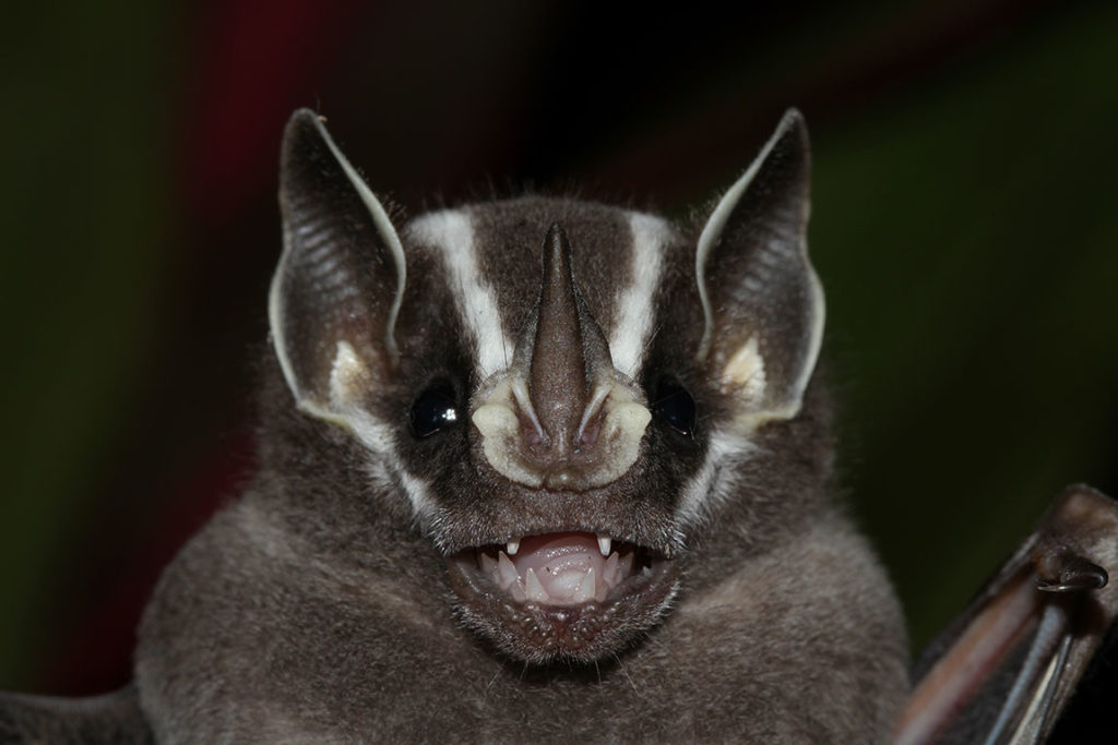 vtzihu0