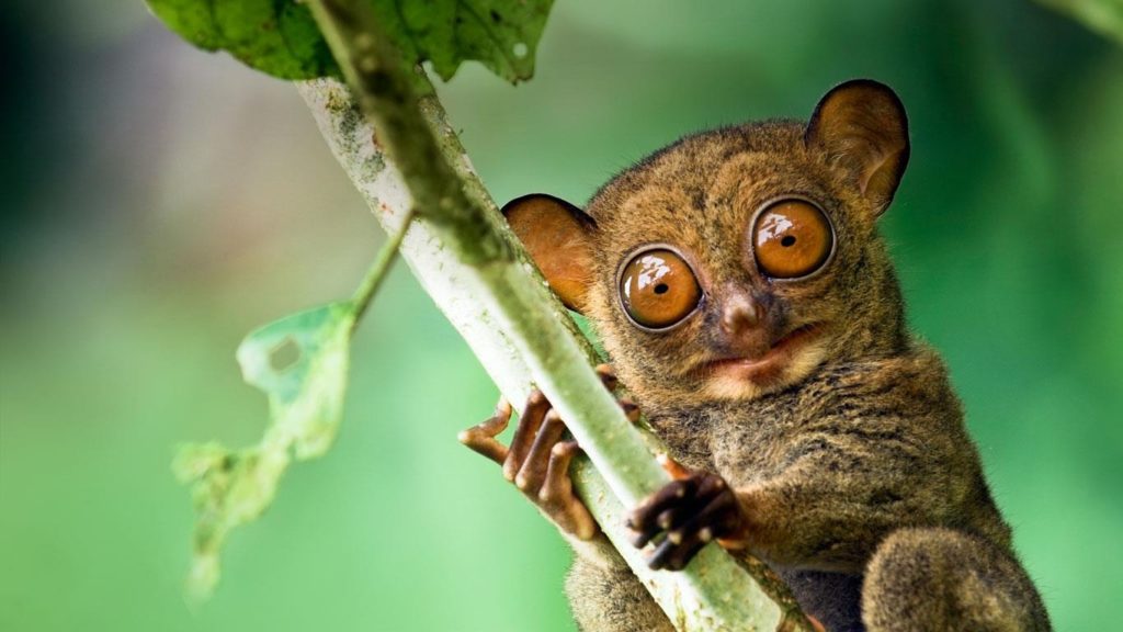 westerntarsier_en-au11059350591_1366x768