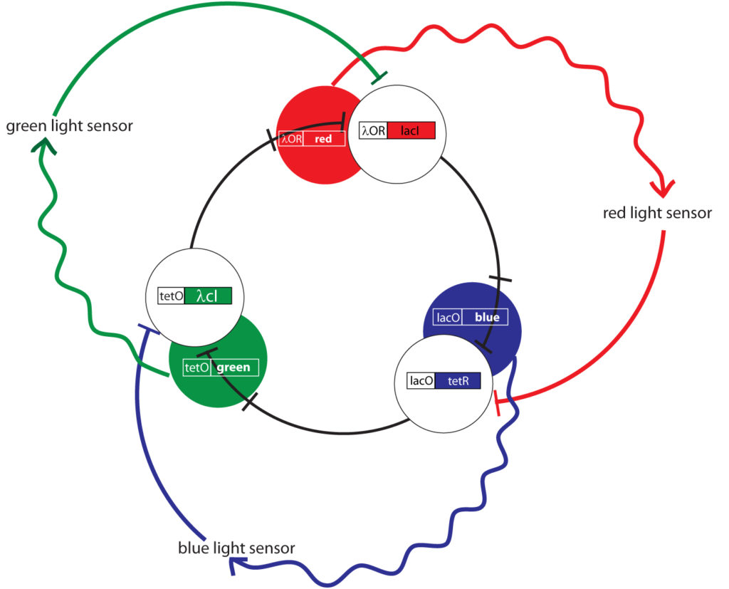 1repressilatordiagram03