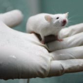 53323638-worker-holds-a-white-rat-at-the-state-key-laboratory-of