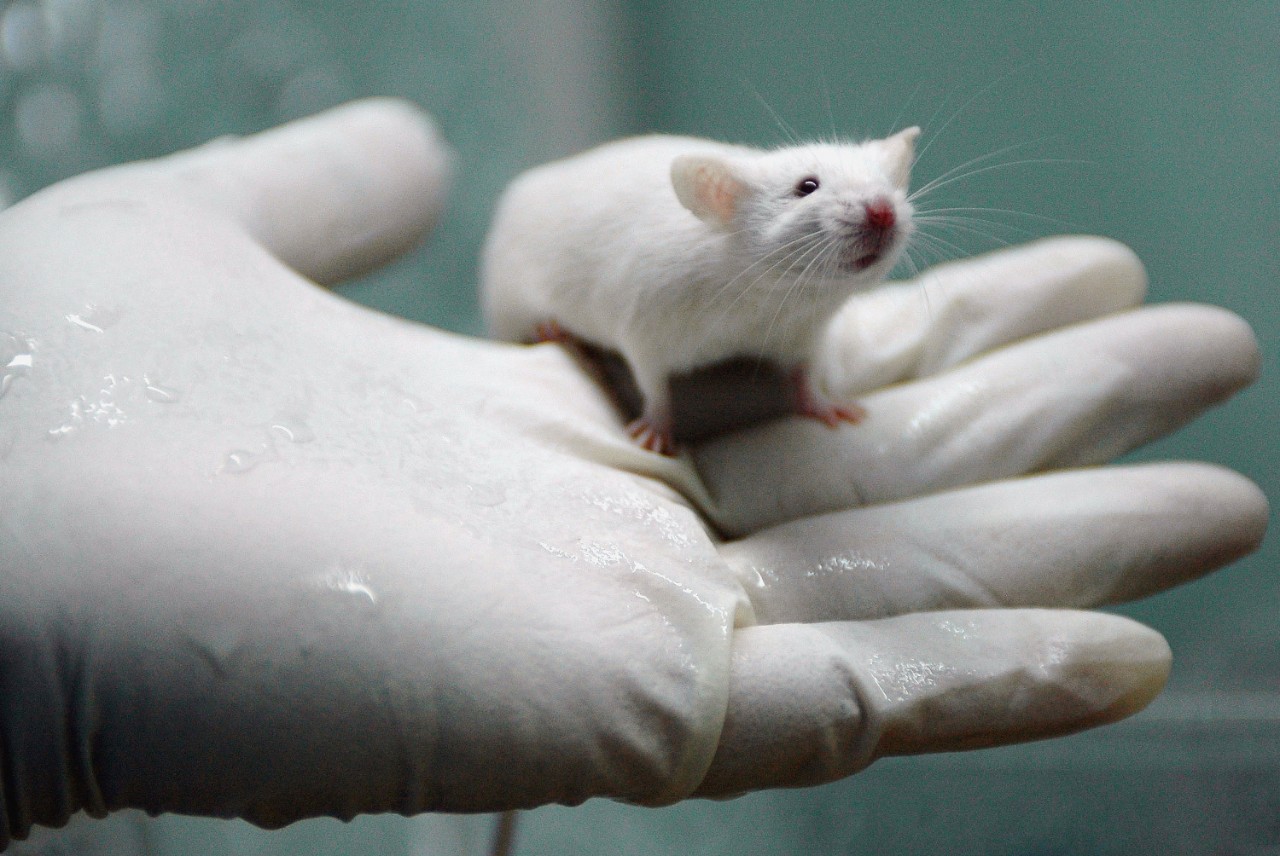 53323638-worker-holds-a-white-rat-at-the-state-key-laboratory-of