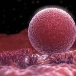 Появились первые свидетельства появления новых яйцеклеток в организме женщины