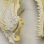 Палеобиологи опровергли «пластинокожую» теорию зубов