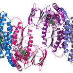Биологи научились «слышать» фолдинг белков