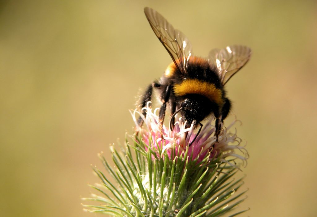 b4nature_animals_insects014