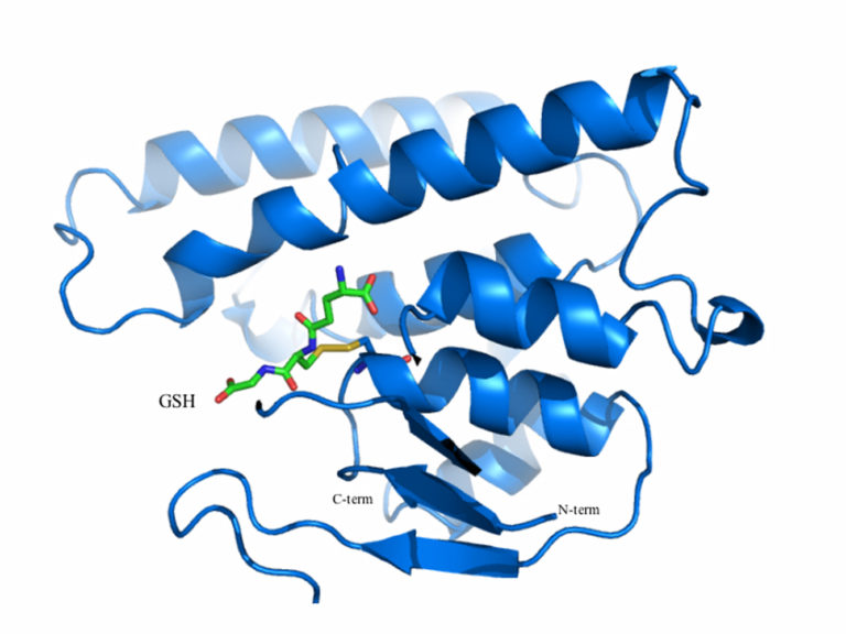 bacterial_gst