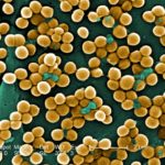 Стафилококки научились обманывать антибиотик «ложными целями»
