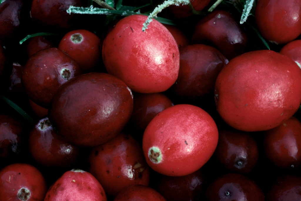 cranberry