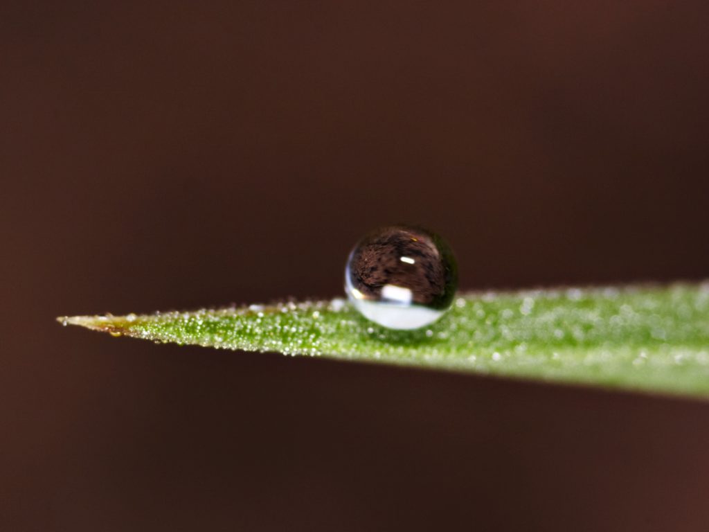 dew_2