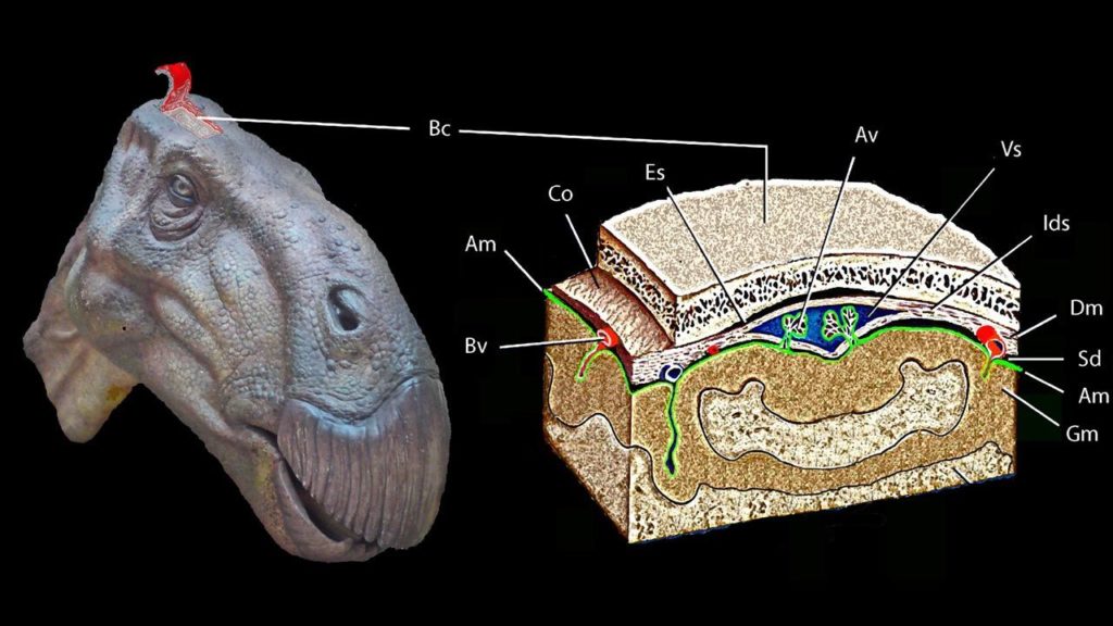 dinobrain_2