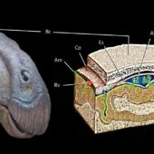 dinobrain_2