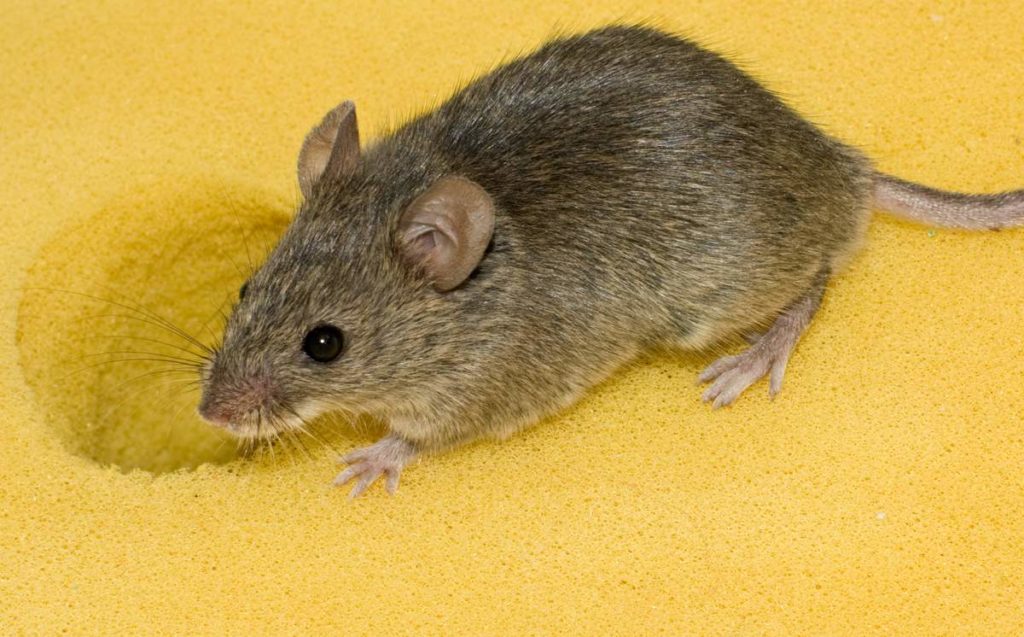 domovaja-mysh-vse-chto-my-o-nej-znaem-animal-reader