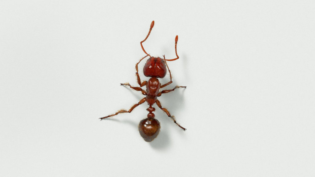 eric-keller-keller-fireant-001