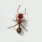 «Вредные» муравьи доказали пользу в борьбе с клещами