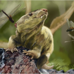 «Чешуйчатых крыс» из Бразилии отнесли к новым видам цинодонтов