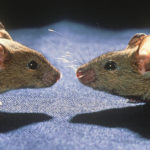 Нейробиологи нашли в «речи» мышей синтаксис