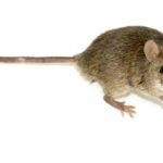 Ученые обманули мышей иллюзией резинового хвоста