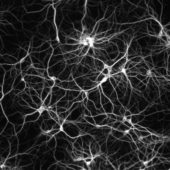 neuron-map