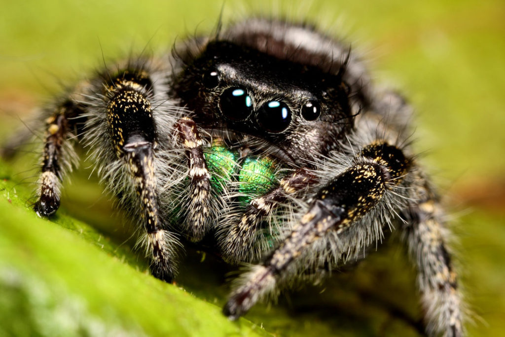 phidippus_audax_pic_1_by_macrojunkie