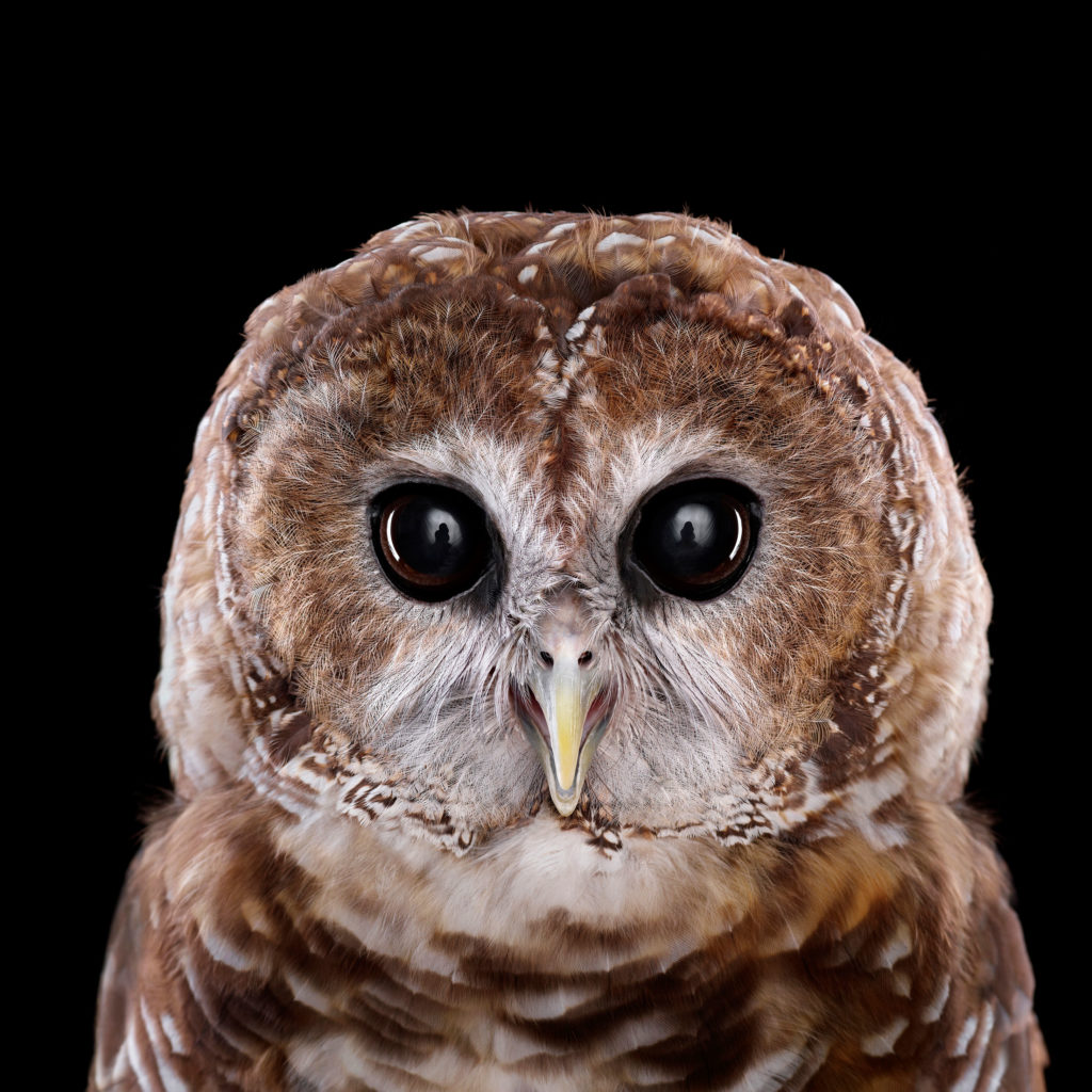 psmexicanspottedowl1