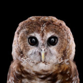 psmexicanspottedowl1