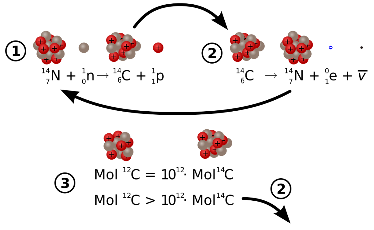 Схема распада углерода 14. Схемы радиоактивного распада углерода 14. График радиоактивного распада углерода 14. Схема атома изотопа углерода 14.