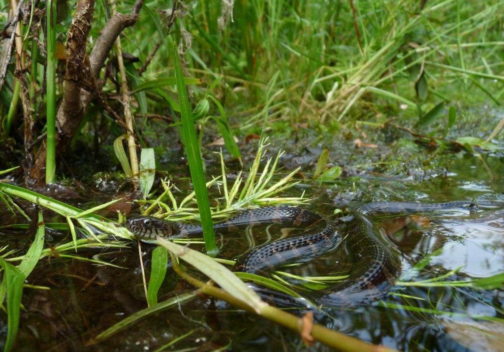 2009-07-16_snakes84