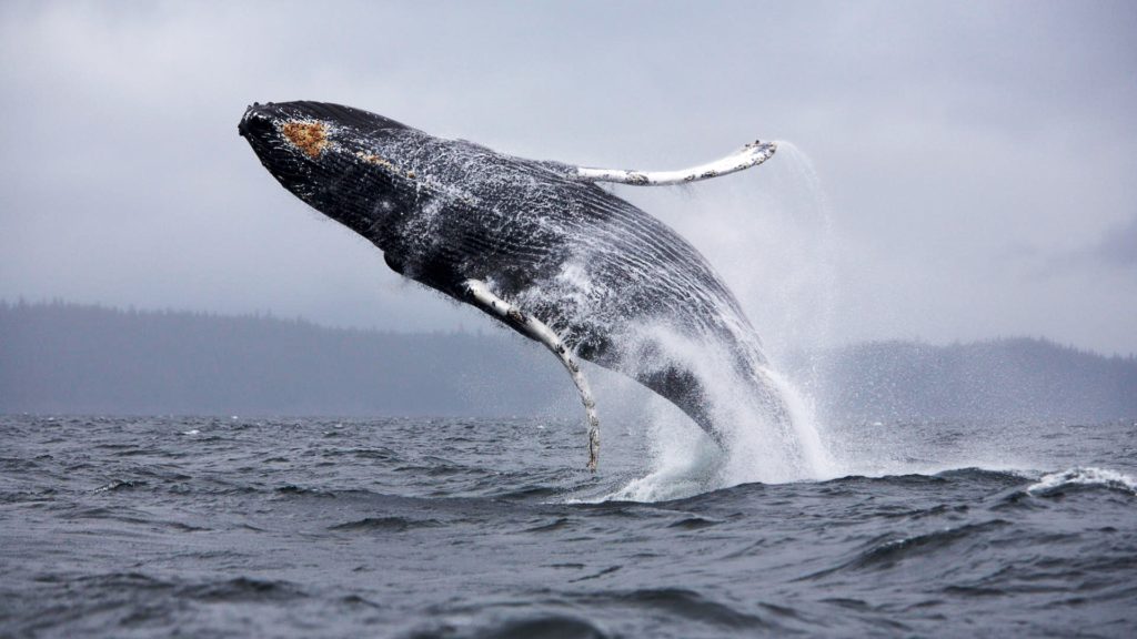 animals_under_water_jump_whale_041835_