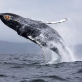 animals_under_water_jump_whale_041835_