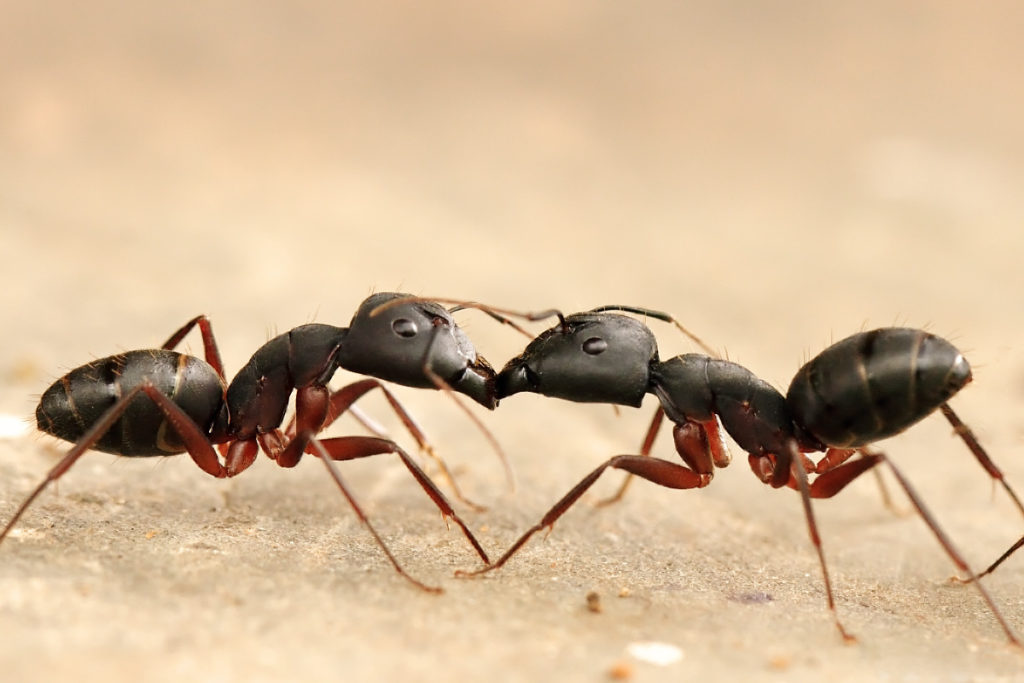 black-ants