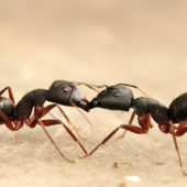 black-ants