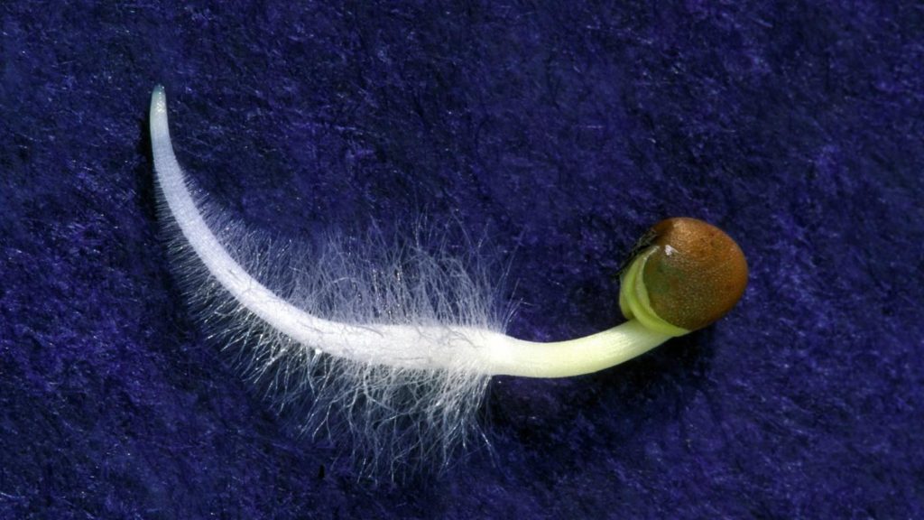 function-root-hair-cell_3d918a7c283e9d33