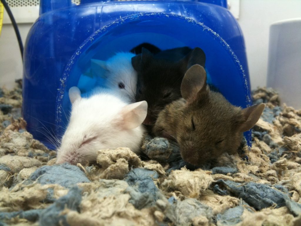 memories-implanted-mice