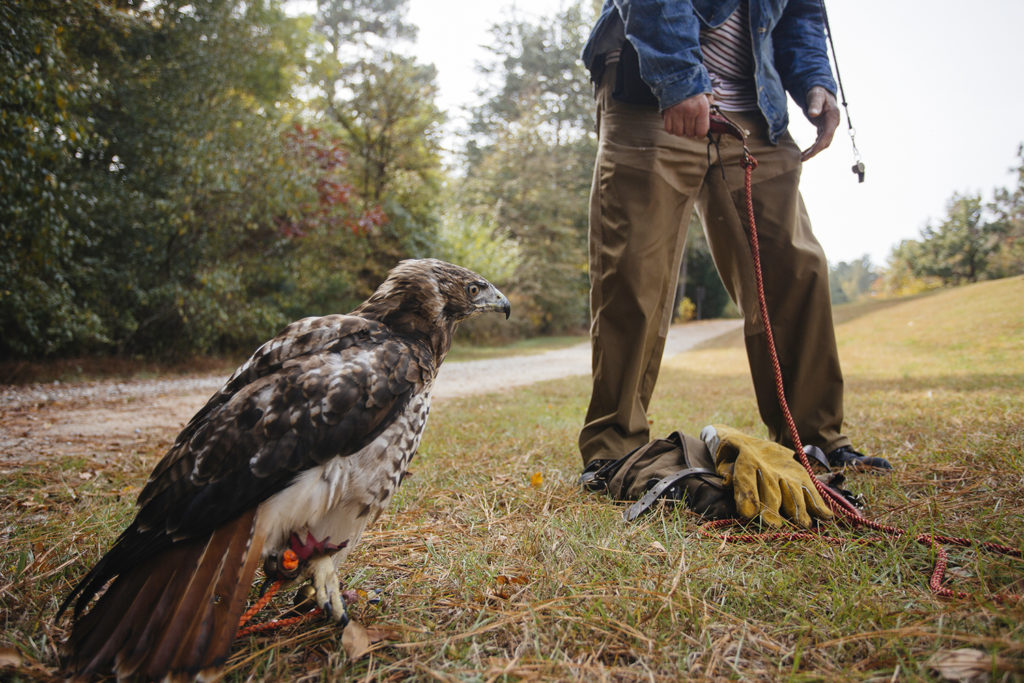 wm_falconry_0115_gw