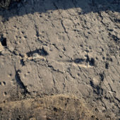 01-ancient-human-footprints-laetoli-tanzania