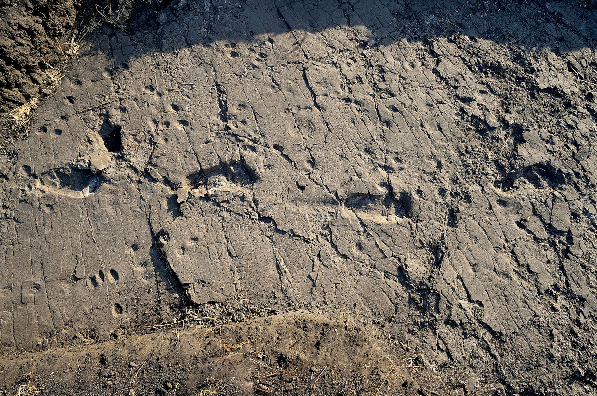 01-ancient-human-footprints-laetoli-tanzania
