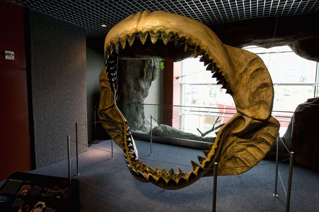 1280px-megalodon_jaws_on_display_at_the_national_baltimore_aquarium