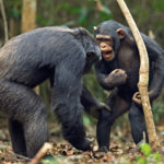 Война делает шимпанзе счастливыми и сплачивает их