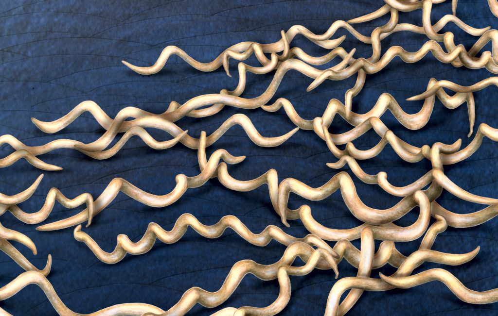 bacteria1_large_final