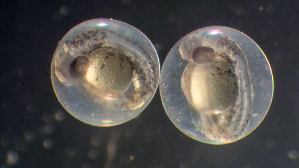 cc_zebrafishembryo_16x9