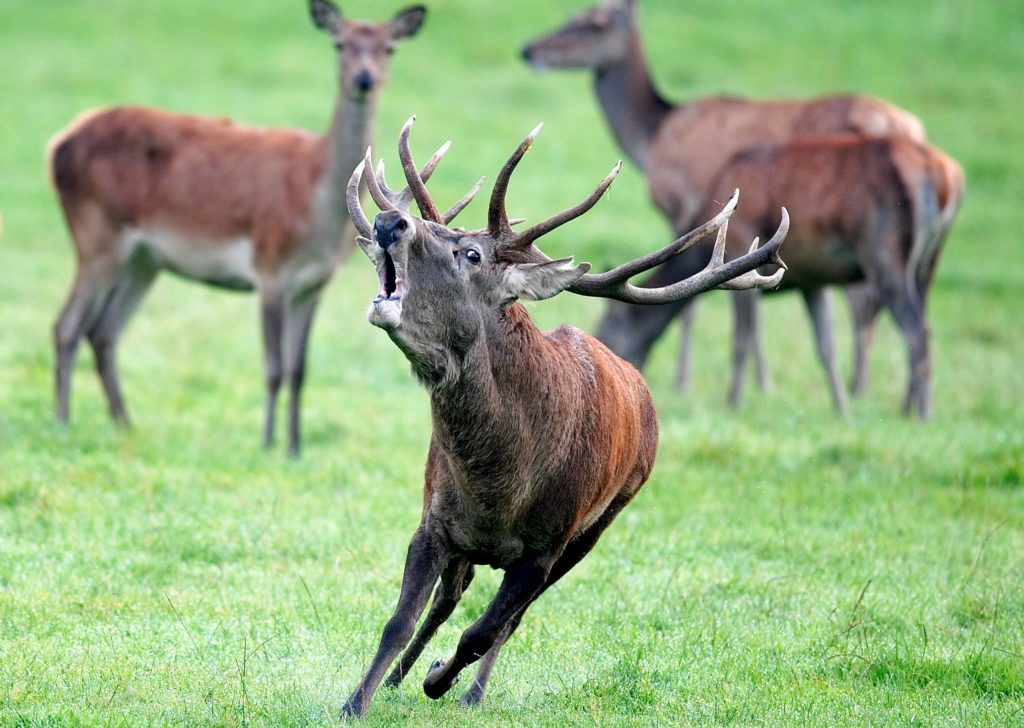 cervus_elaphus_luc_viatour_3