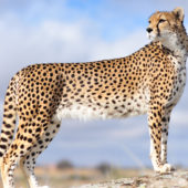 cheetah-02