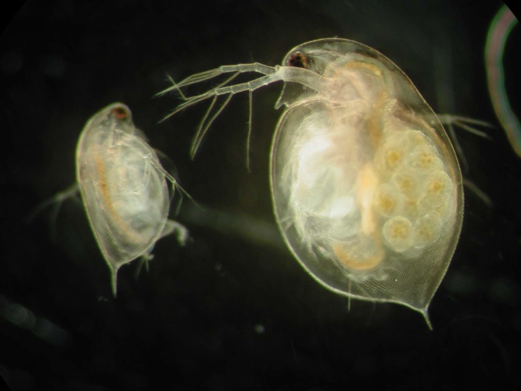 daphniapulex